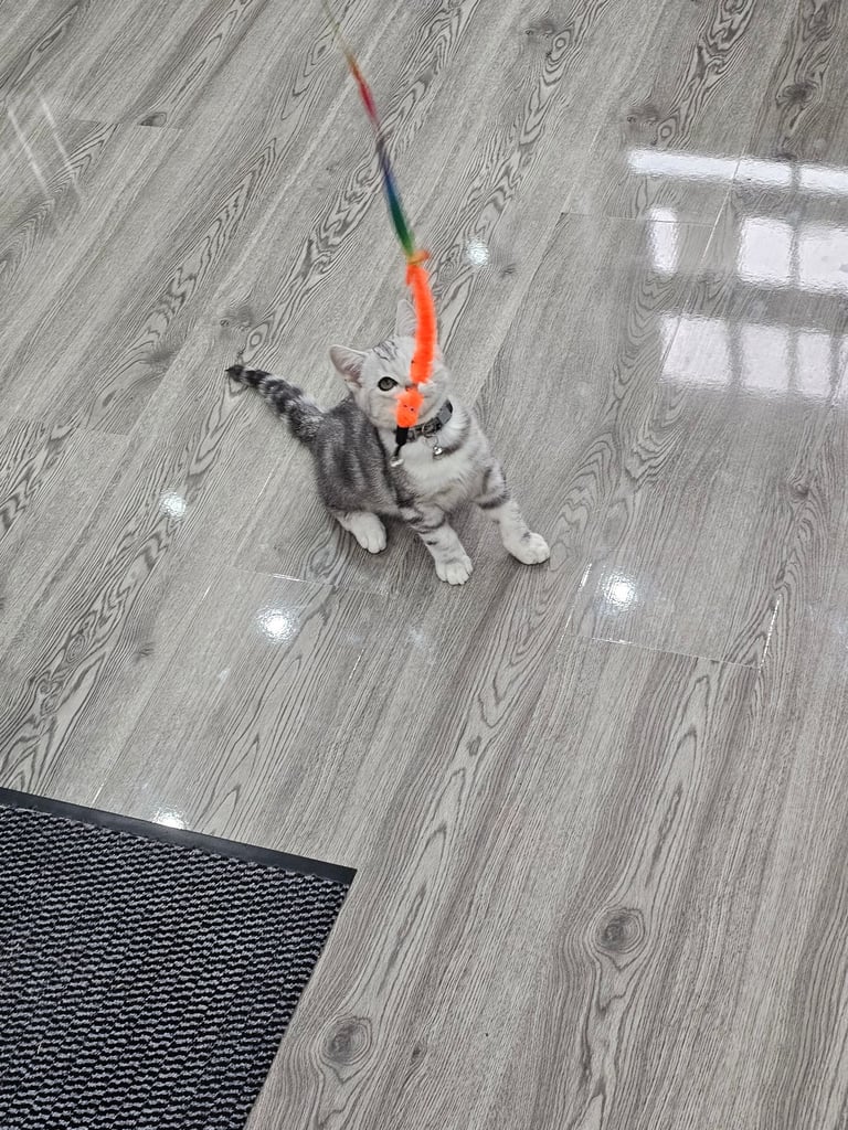 Beautiful Silver Tabby British Shorthair Boy