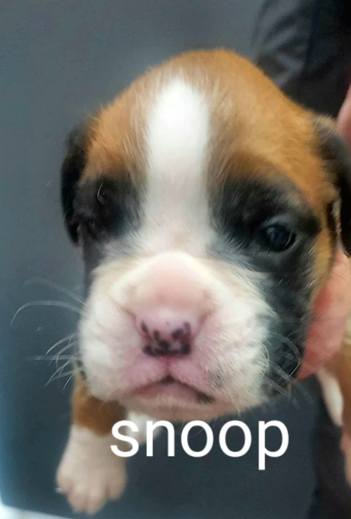 Boxer puppies 