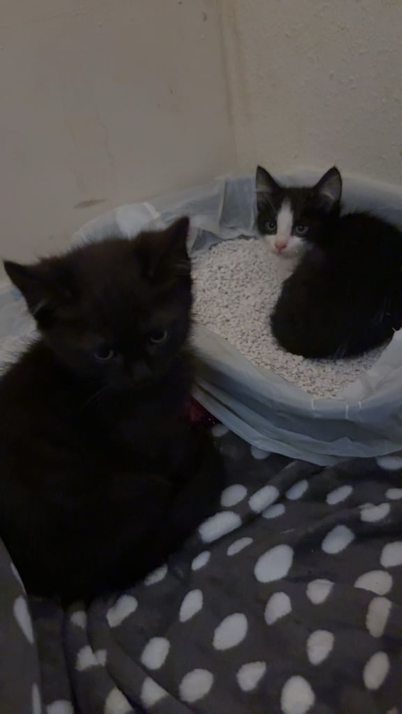 2 kittens for sale 