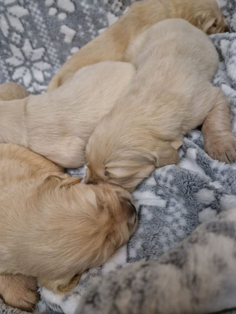 KC Golden Retriver READY 20 DEC