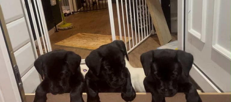 8 superb kc reg Labrador puppies ( 6 days and your pup can come home!!)—