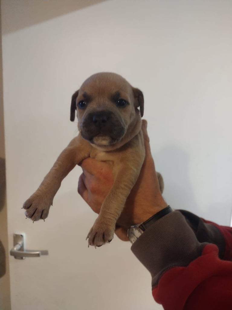 French x staffy x cocker spaniel 