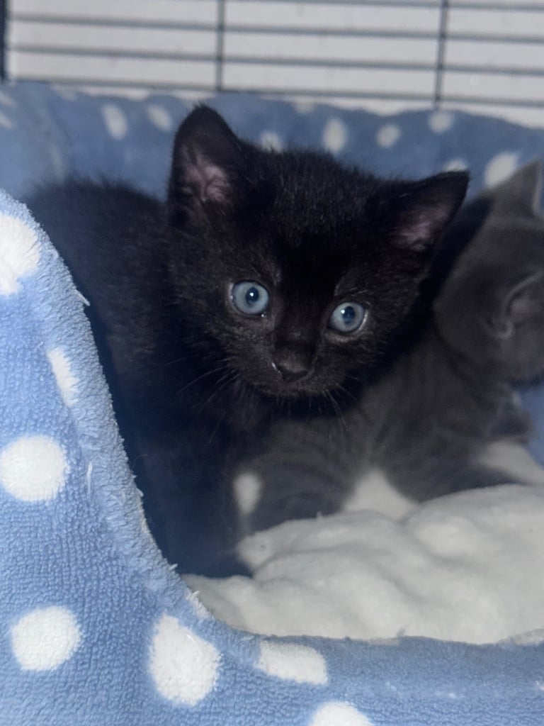 image for Russian blue kittens 