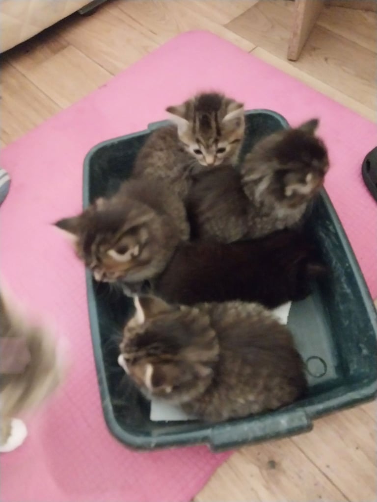 kittens
