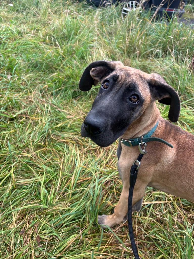 great dane 5 month puppy