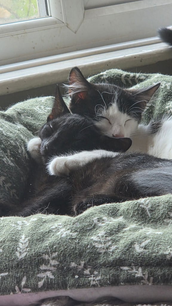 4 kittens ready to go now!