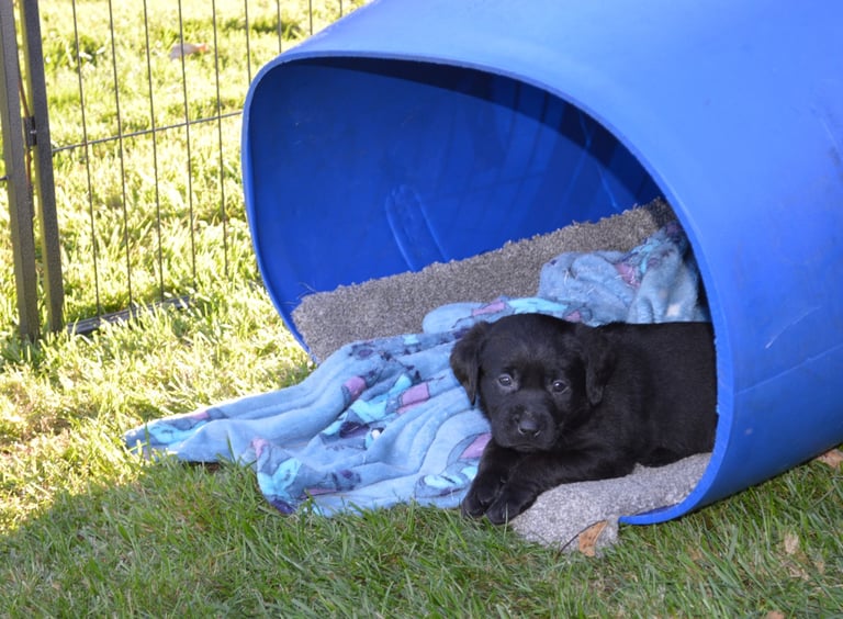 KC Reg Black Labrador Puppies
