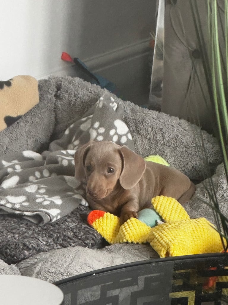 Isabelle tan mini dachshund 
