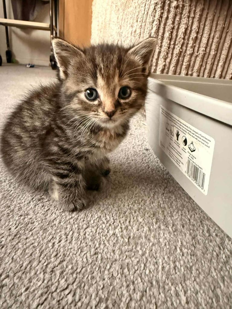 image for Beautiful female kitten 