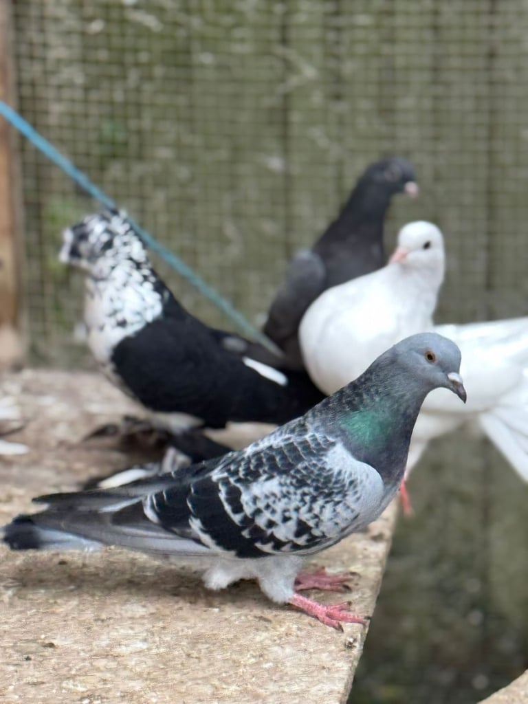 Pigeons for sale 
