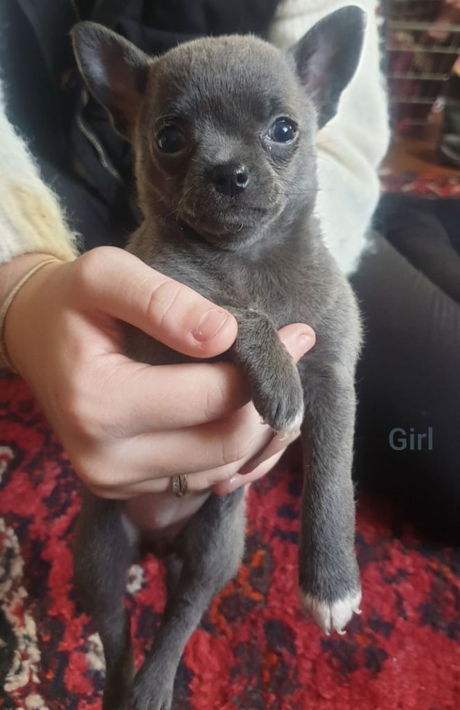 Pure Chihuahua lilac pupies