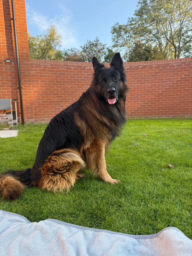 9 German Shepherd puppies for sale