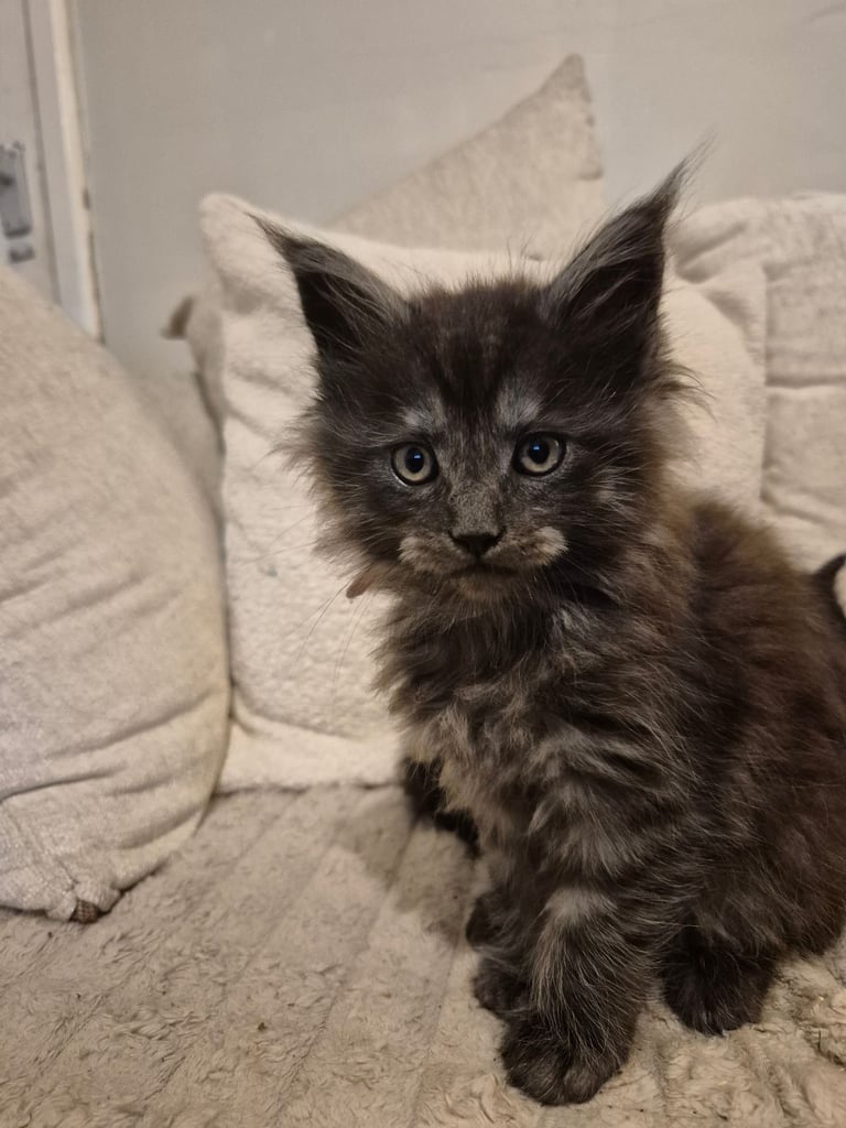Maine coon kittens