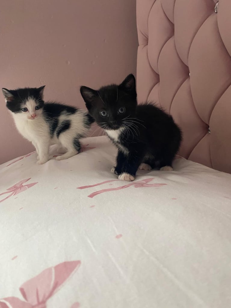 Beautiful kittens ready now