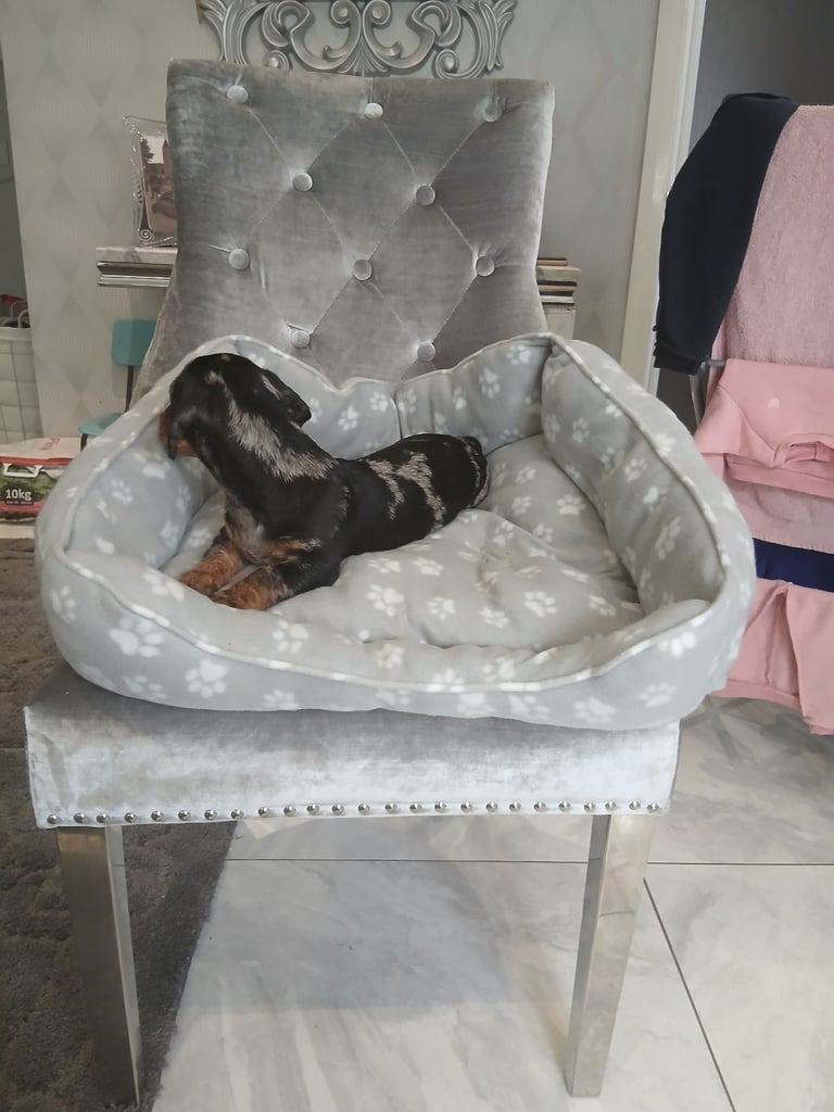 Dachshund puppy 