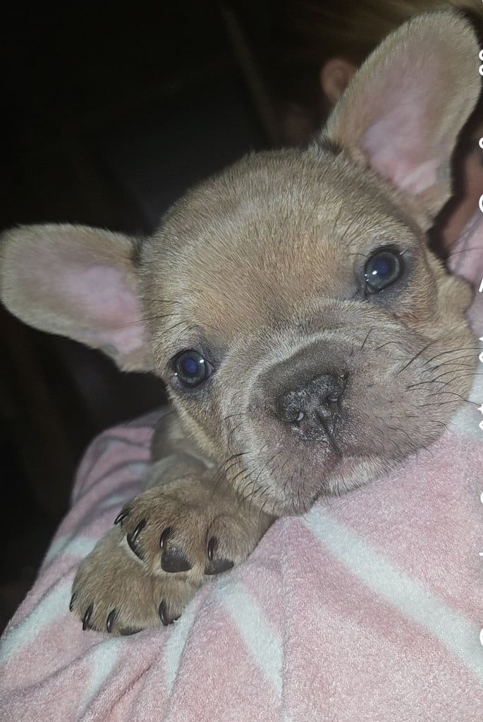 Exquisite French Bull Dog Puppies