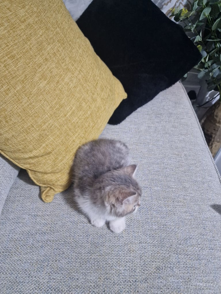 Tow kittens 