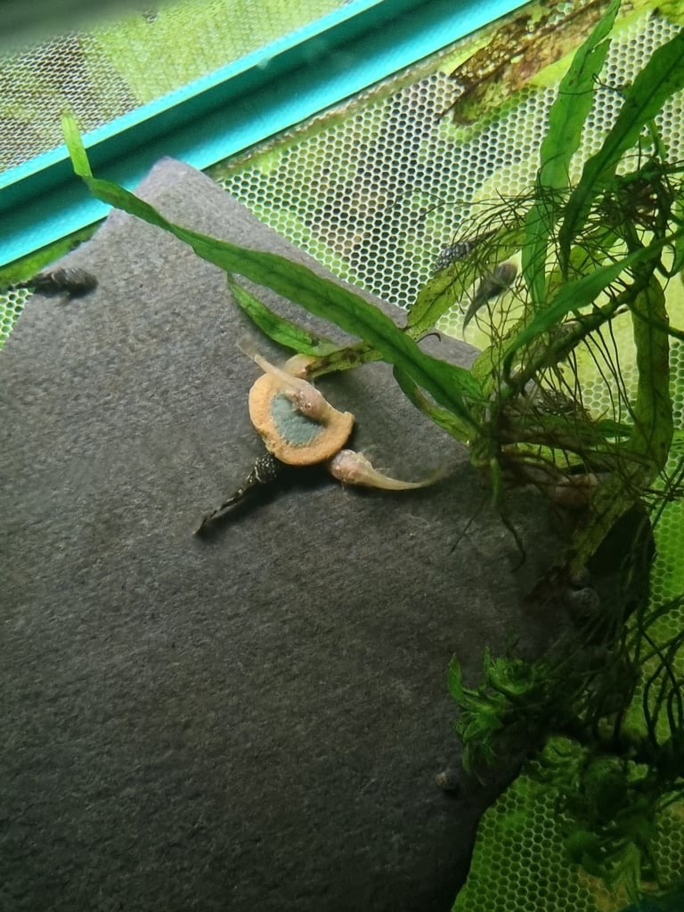 Young bristlenose plecos for sale. 
