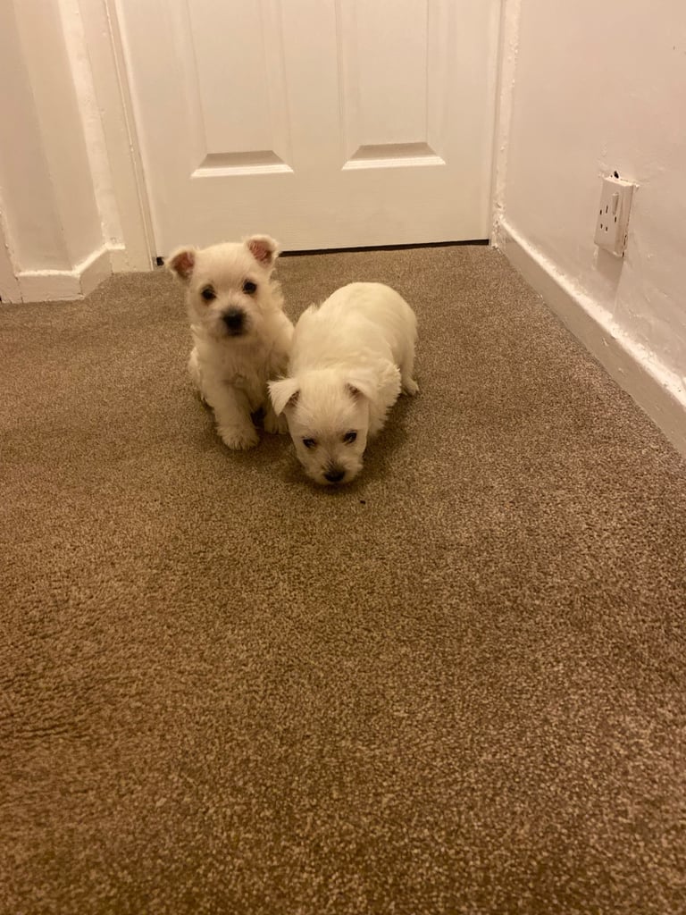 Westie pups