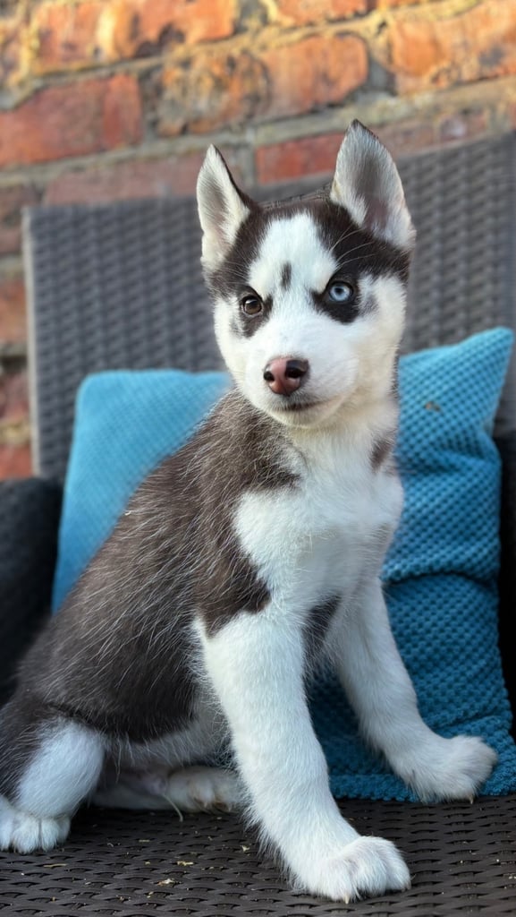 Siberian husky puppies 