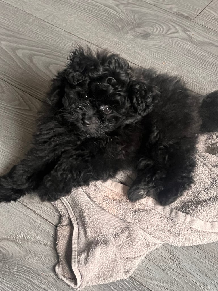 Pomapoo puppy for sale