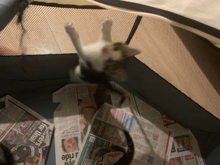 Traditional short hair kittens 