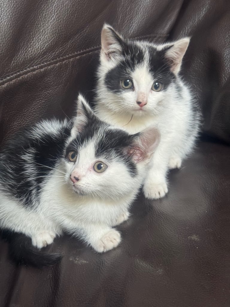 Two nice kittens boys for sale