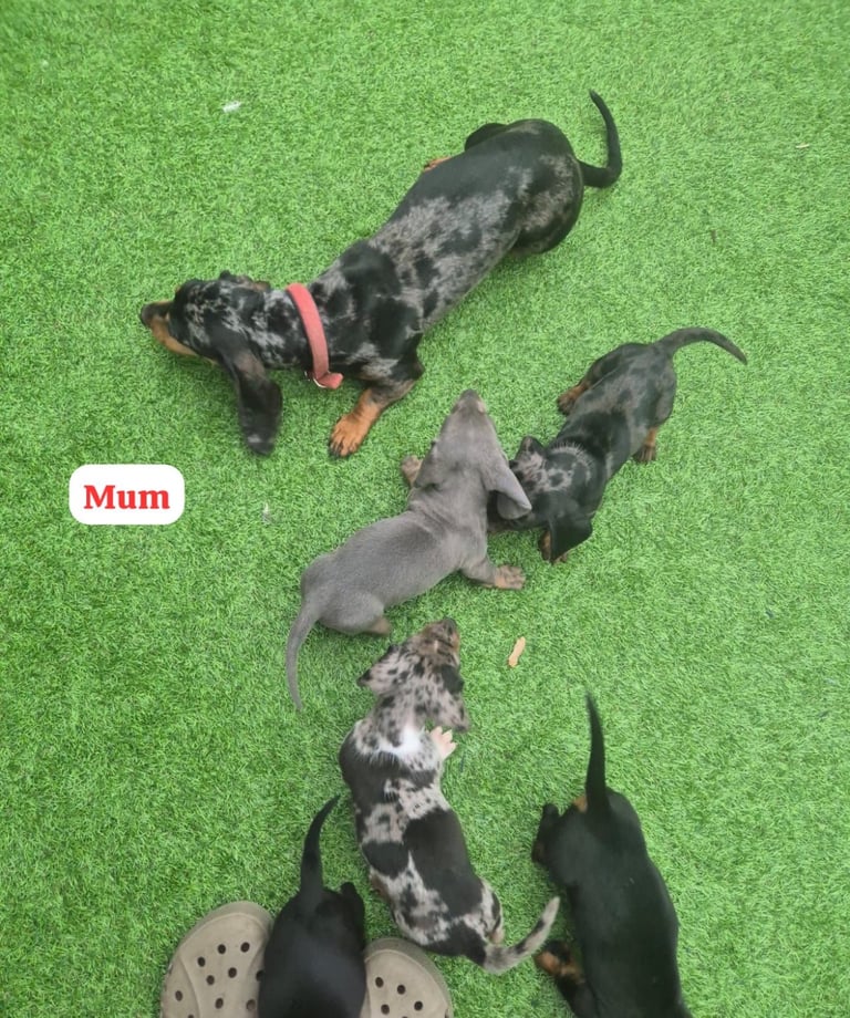 Dachshund Puppies