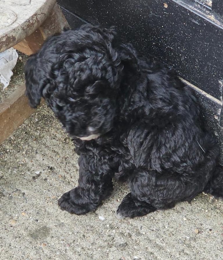 Poodle puppies 