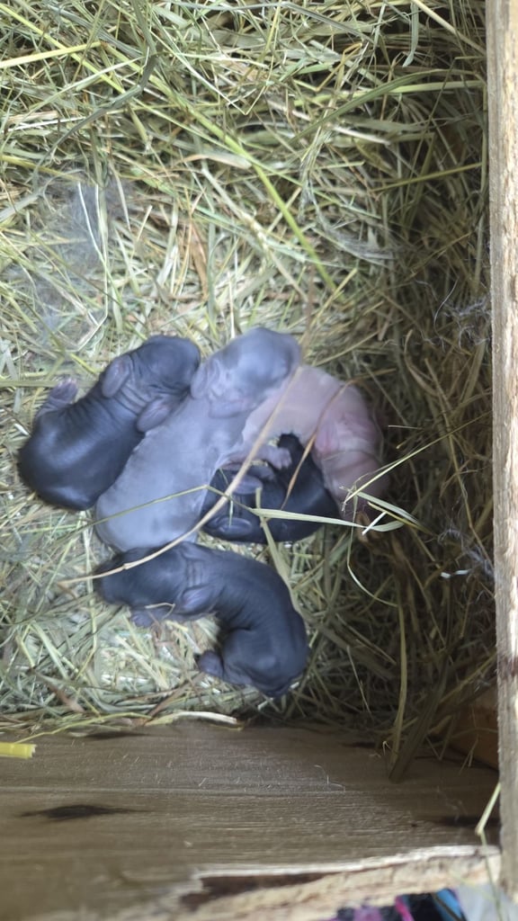 COMING SOON!!! HAND REARED BABY RABBITS!!!