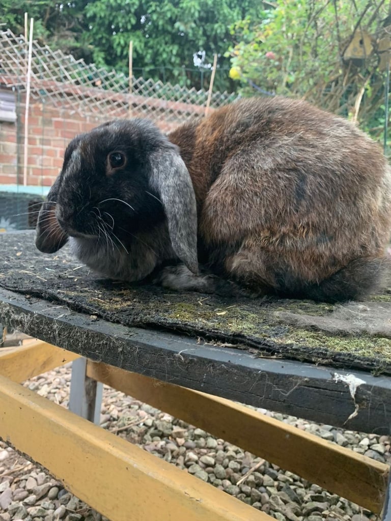 2 Year Old Doe Rabbit