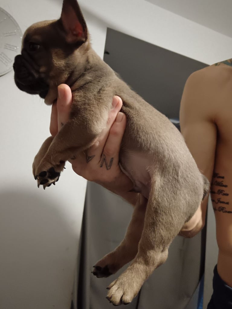 image for French bulldog ready to leave 