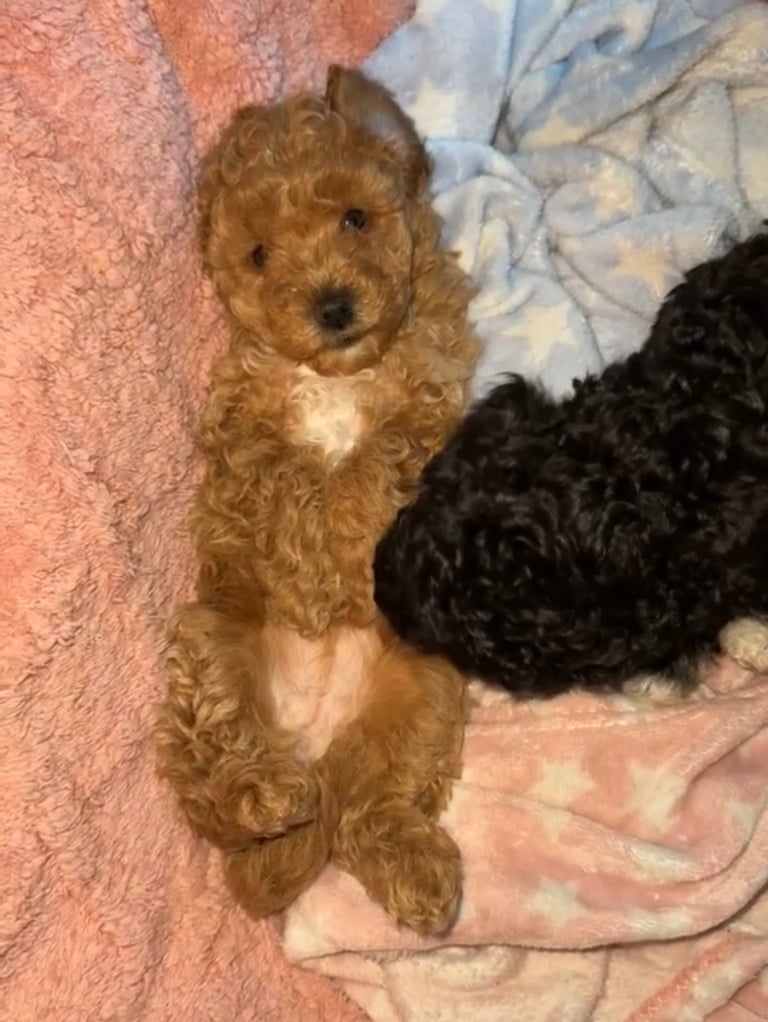 F2B cavapoo puppies ready to leave 