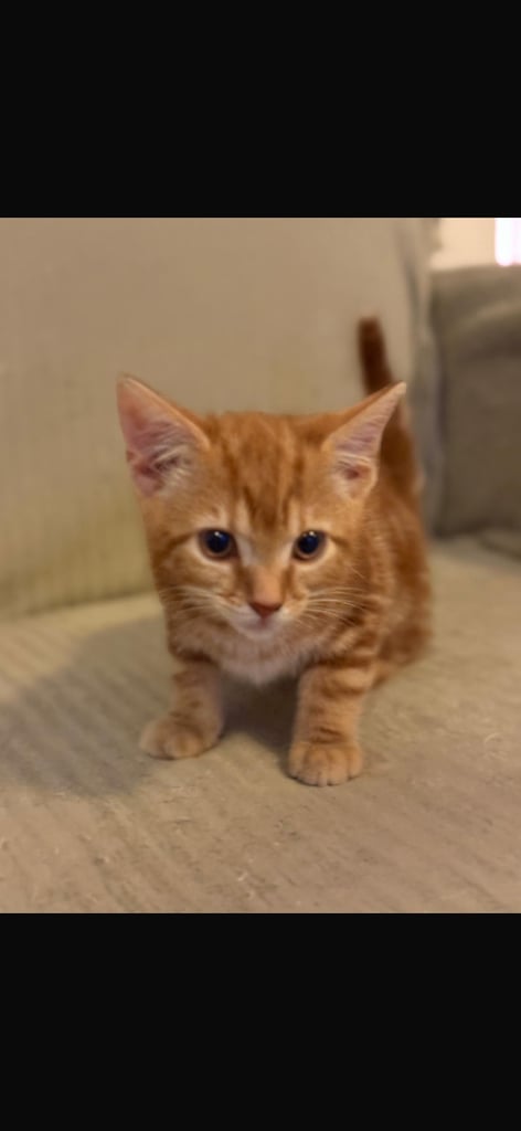 image for Kittens looking for new home 