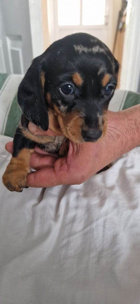 Dachsund puppies