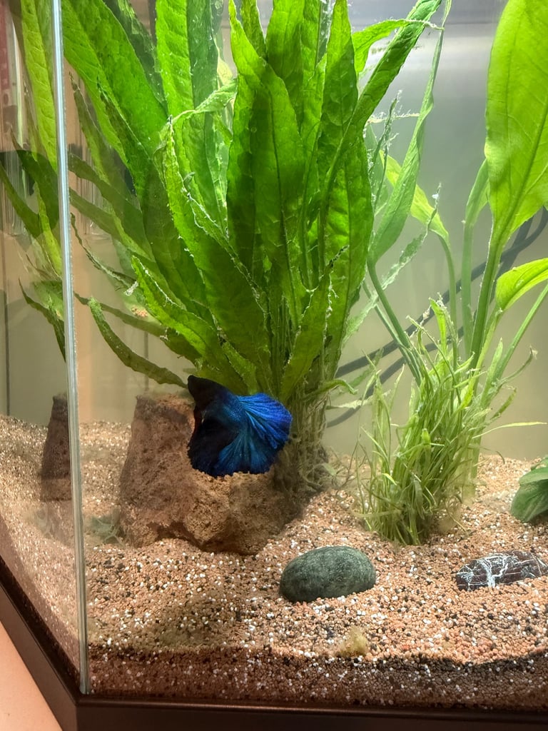 Blue Siamese Fighting Fish 