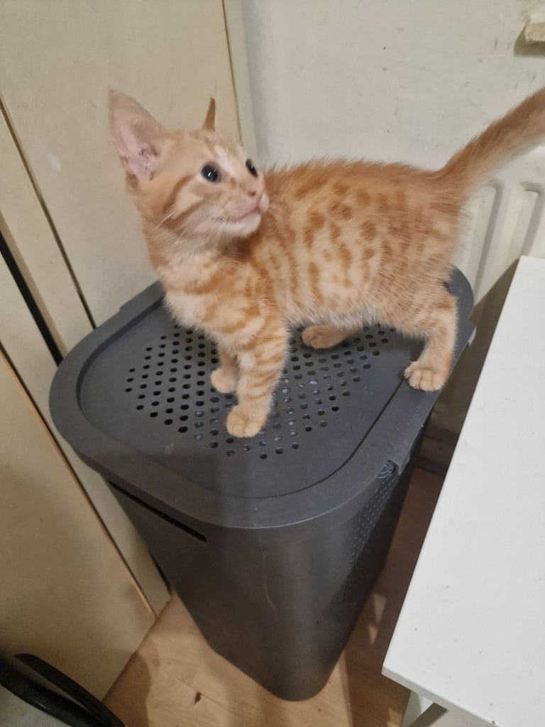 2 Orange ( Ginger ) kittens, boys , and 5 black ( persian ) kittens for sale 3 boys and 2 girls