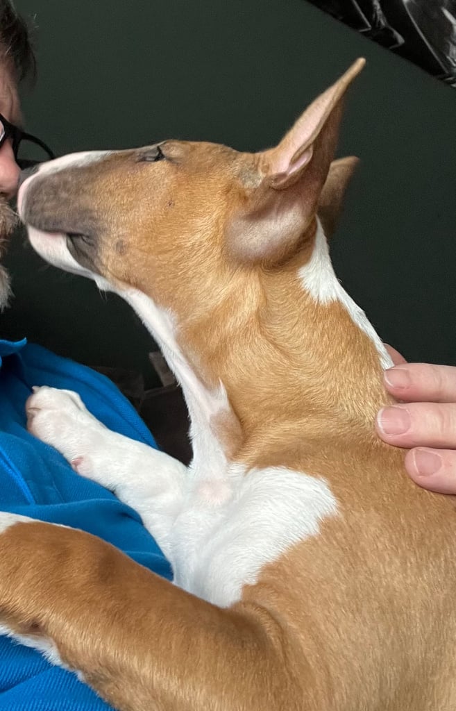 English bull terrier 