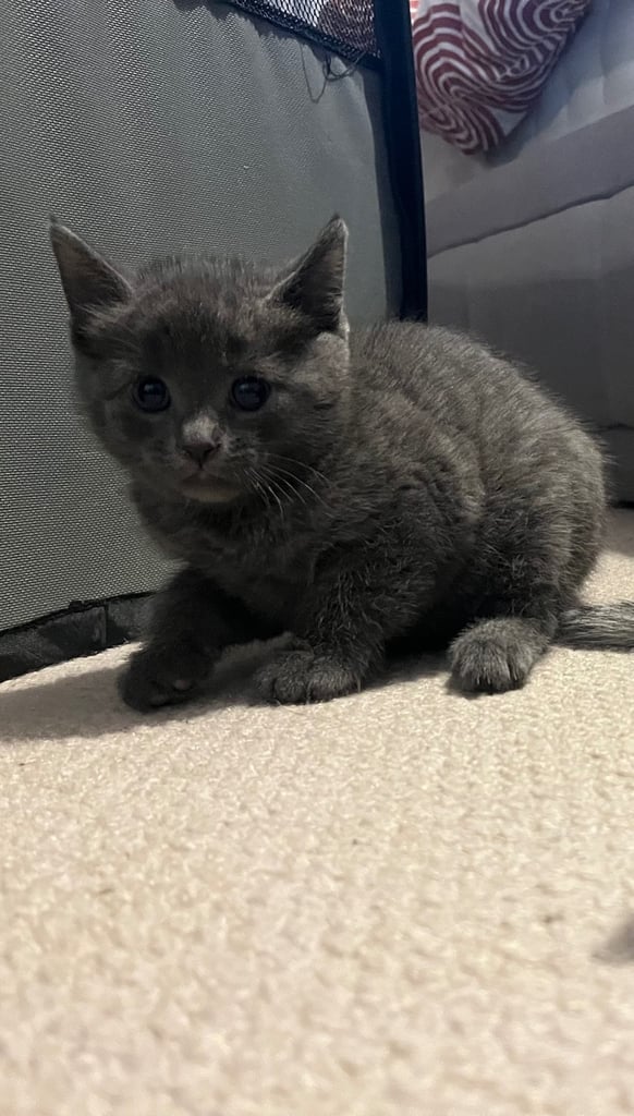 image for Russian Blue x girl 