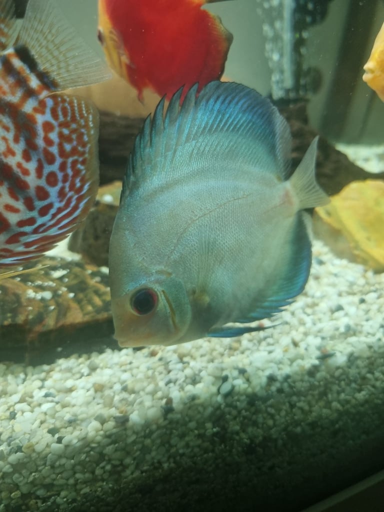 Discus Fish.        