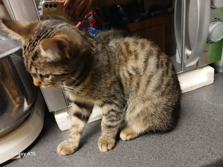 Bengal kittens male females available