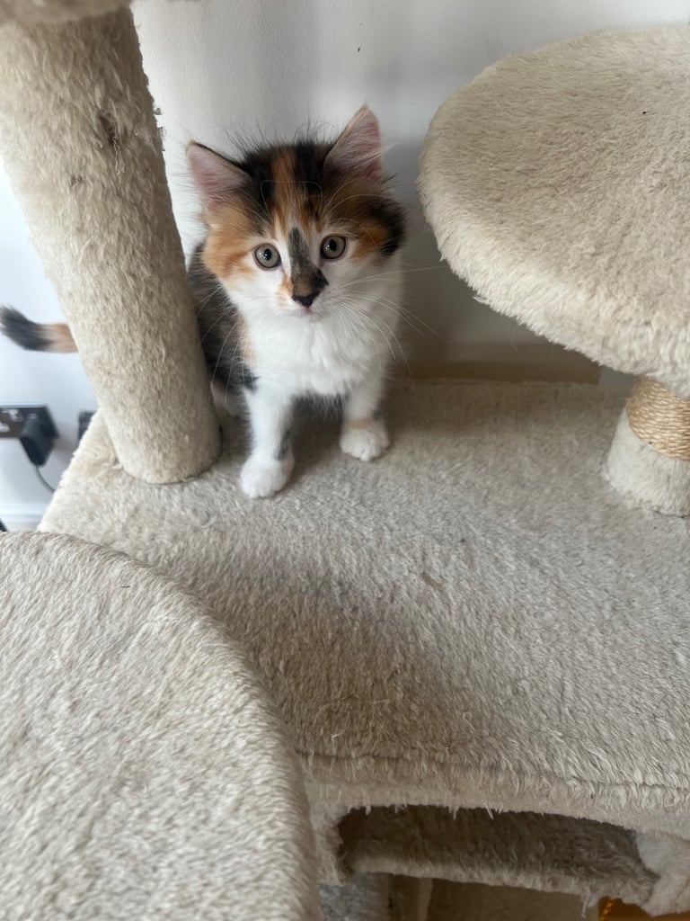 Kittens for sale