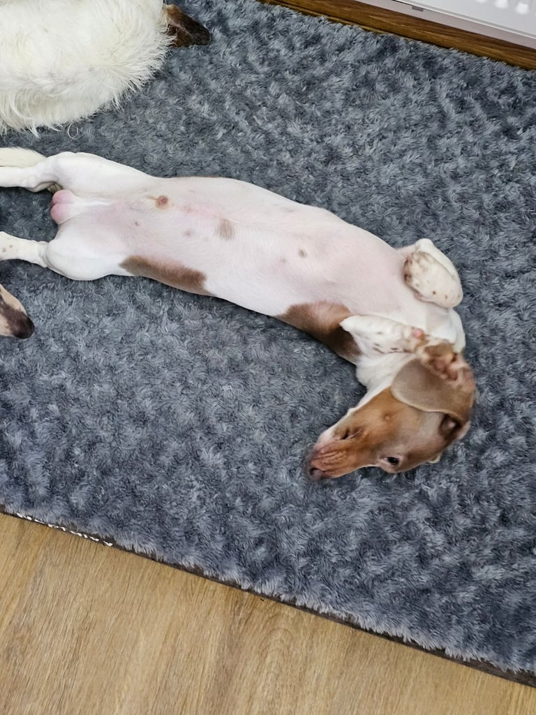 2 miniature dachshunds 