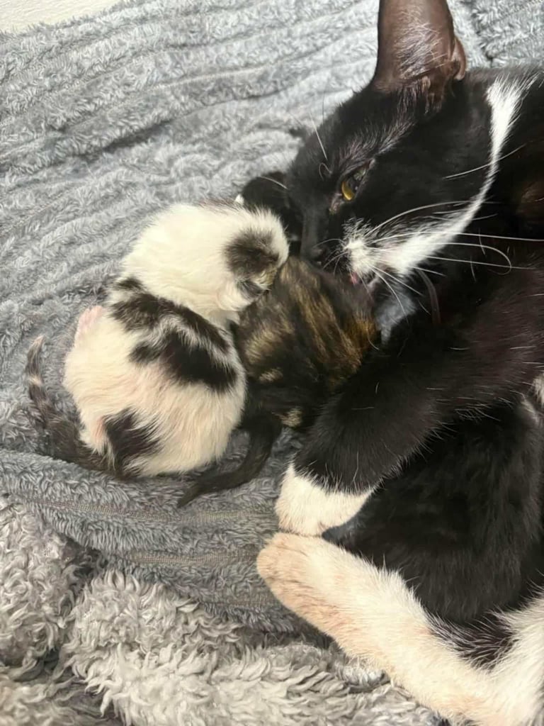 Kittens for sale