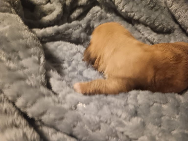 Beautiful dachshund cross cava-tzu for sale