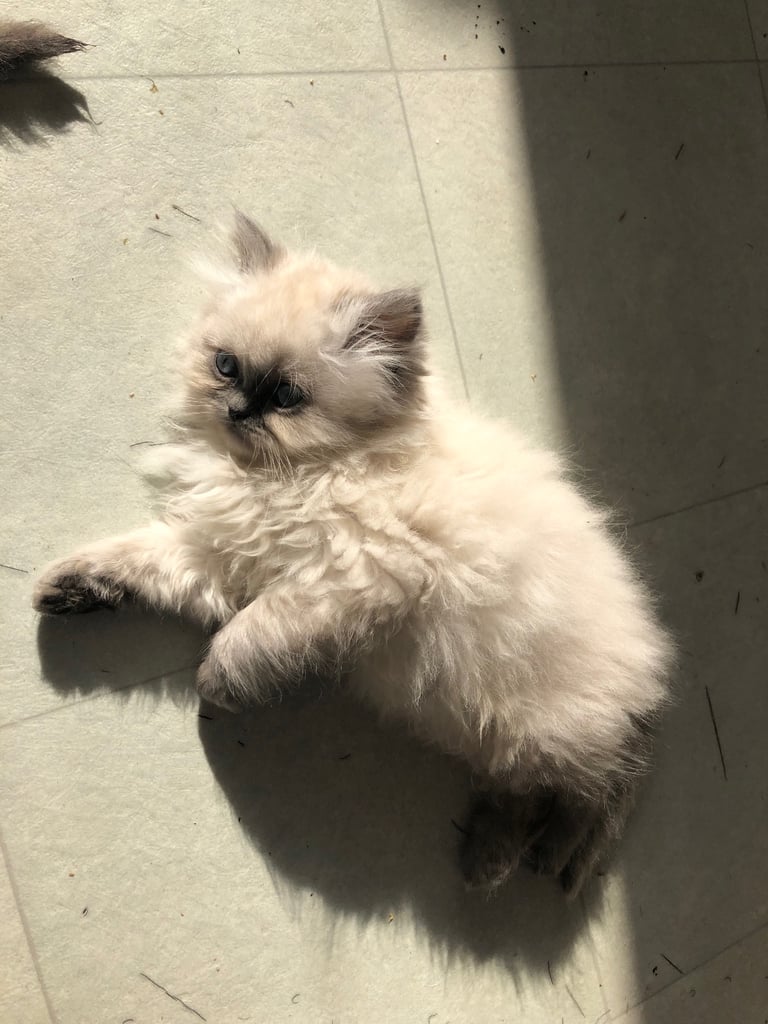 Stunning Persian kittens 