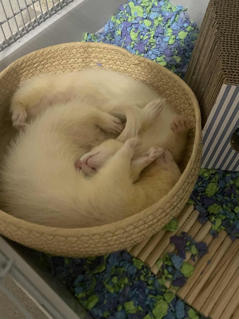 ALBINO MALE FERRETS (cage, food, cleaning products and toys included, hence the price)