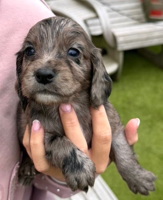 Cocker spaniel puppies 