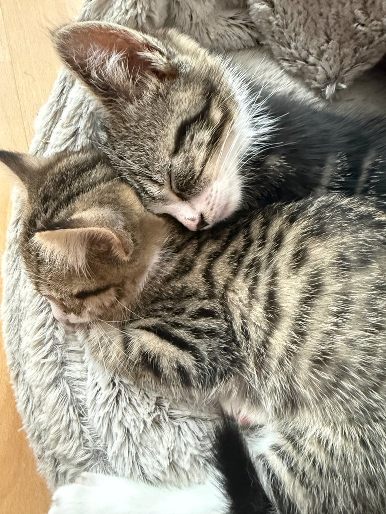 🌸🐾 Two Adorable Kittens Ready for Their Forever Homes! 🐾🌸
