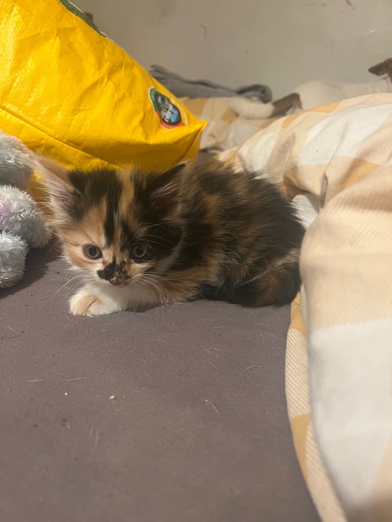 Kittens ready for there forever home